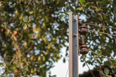 Low angle view of bird perching on tree