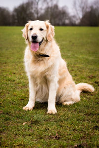 Portrait of dog on grass