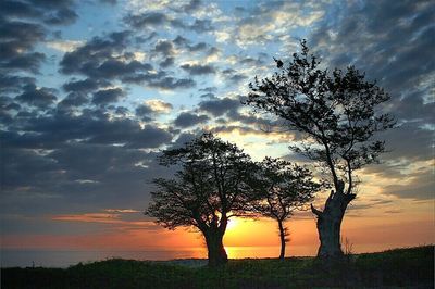 Silhouette of bare trees on landscape against cloudy sky