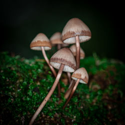 Close-up of mushroom growing on field