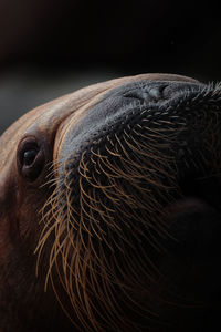 Close-up of an animal head