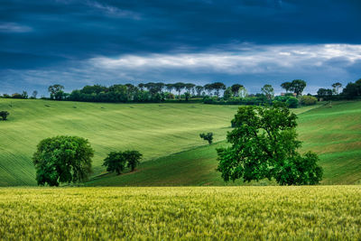 Scenic view of agricultural field against sky