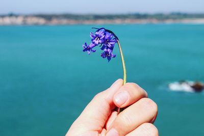 Close-up of hand holding purple flower