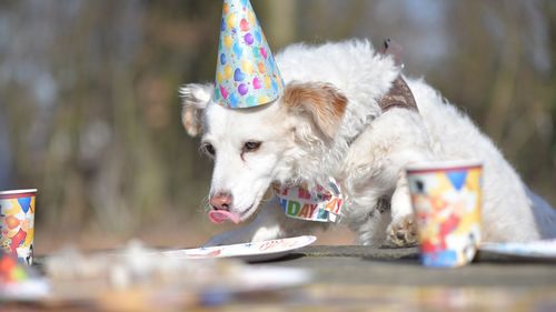 View of dog eating food