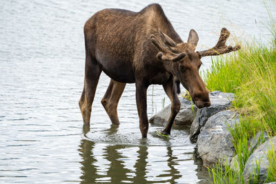 Horse standing in lake