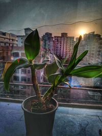 Close-up of potted plant against building