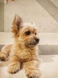 Portrait of cute dog sitting on floor
