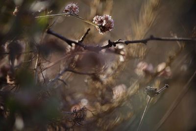 Close-up of flowers on branch