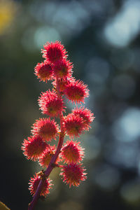 Blühende knospen an einem strauch. rot und stachelig.