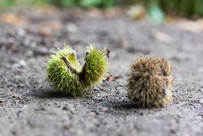 Close-up of spiked plant chestnut case on the ground