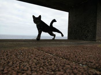 Side view of dog standing on pebbles against sky