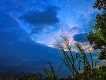 Low angle view of trees against cloudy sky