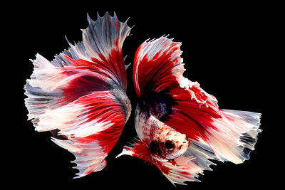 Close-up of fish against black background