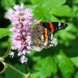 Close-up of butterfly on flower