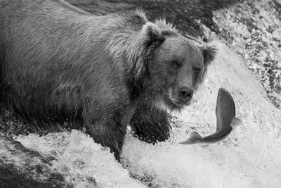 Mono brown bear about to catch salmon