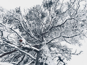 Low angle view of snow covered tree against sky