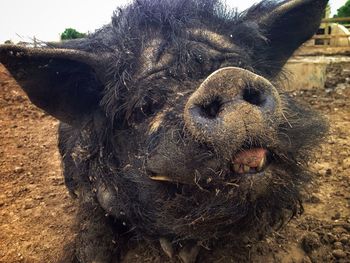 Close-up of messy pig on field