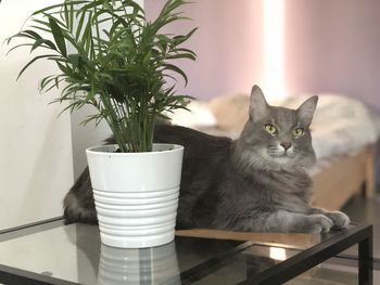 Portrait of cat sitting on table at home