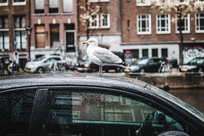 Seagull perching on a car