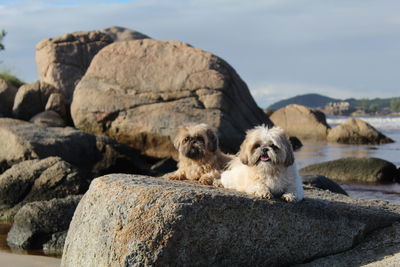 Dog sitting on rock