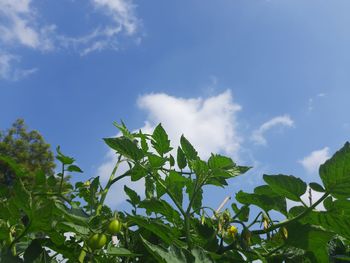 Low angle view of plants against sky