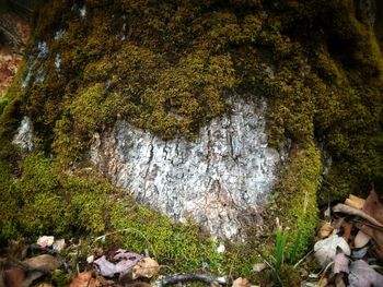 Stream flowing through rocks in forest