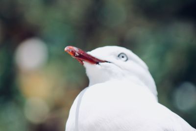Close-up portrait of white bird