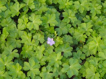 High angle view of purple flowering plants