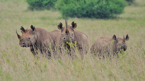 Rhinoceroses on grassy field