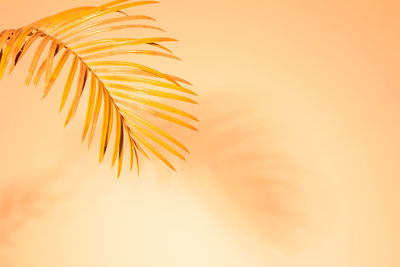 Golden yellow palm leaf with shadow over background for business presentation.