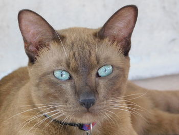 Close-up portrait of cat