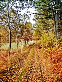 Dirt road passing through forest