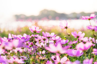 Close-up of pink flowering plants