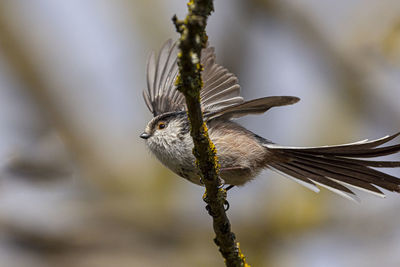 Close-up of a bird flying