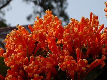 Close-up of red flowering plant