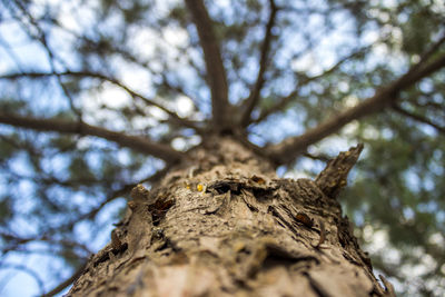 Low angle view of tree