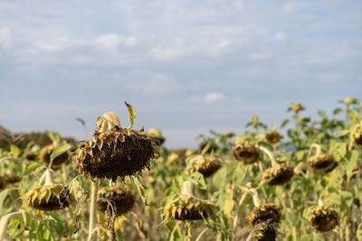 Close-up of wilted sunflower on field against sky