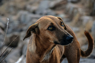 Close-up of dog looking away