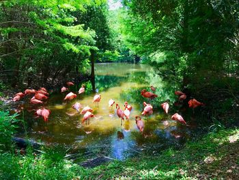 Swans swimming in lake