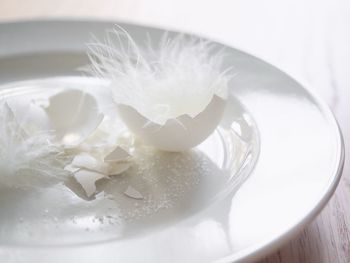 Close-up of white rose on table