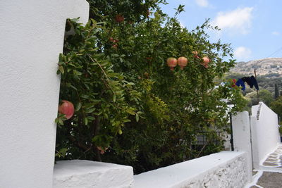 Plants growing on tree outside house