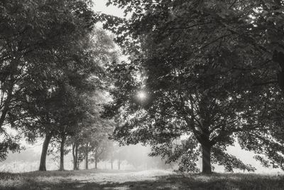 Trees in park during foggy weather