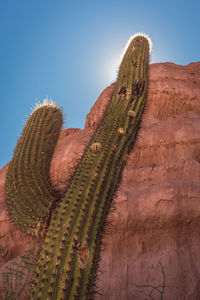 Low angle view of cactus against clear sky