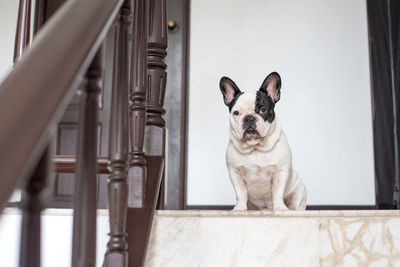 French bulldog lying on the floor in house.