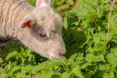 Close-up of a sheep