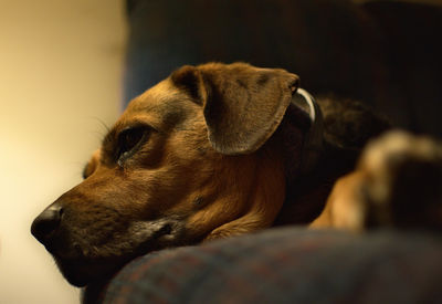 Close-up of dog resting