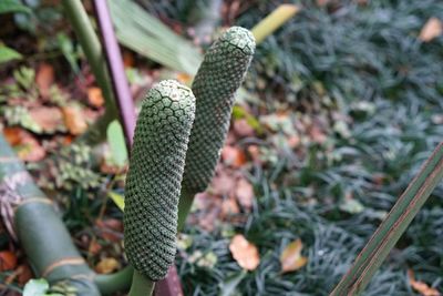 Close-up of snake on plant