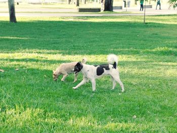 Dog running on field