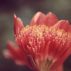 Close-up of pink flowers