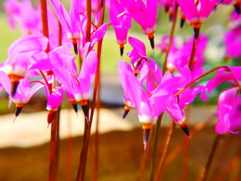 Close-up of pink flowering plant